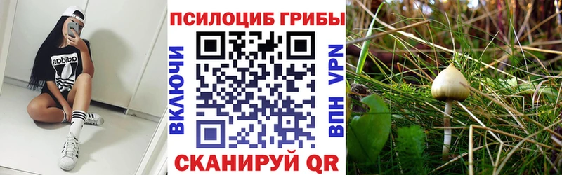 KRAKEN   Борзя  Псилоцибиновые грибы ЛСД  купить  